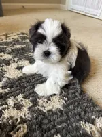 Brooks - AKC Registered, a male Shih Tzu for sale in Livonia, MI – 1 of 6