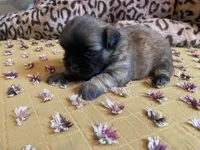 Baxter- AKC Shih Tzu , a male Shih Tzu for sale in Livonia, MI – 2 of 3