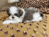 River - AKC Registered, a male Shih Tzu for sale in Livonia, MI – 5 of 5