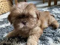 Teddy - AKC Registered Shih Tzu, a male Shih Tzu for sale in Livonia, MI – 3 of 3