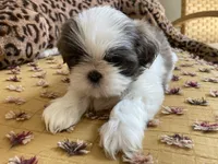 River - AKC Registered, a male Shih Tzu for sale in Livonia, MI – 1 of 5