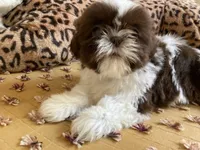Milo - AKC Registered Shih Tzu, a male Shih Tzu for sale in Livonia, MI – 3 of 3