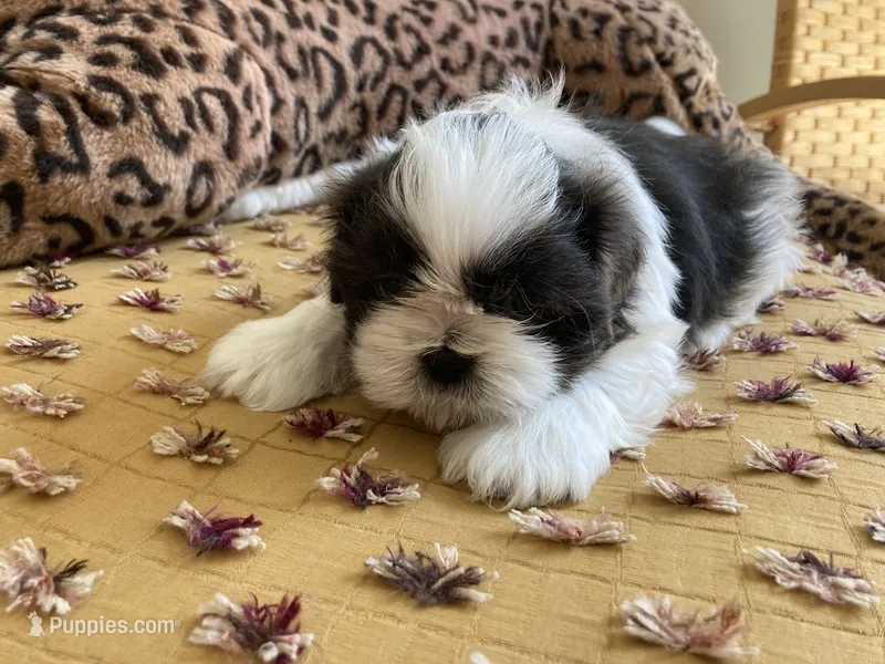 Brooks - AKC Registered – Shih Tzu puppy for sale in Livonia, MI