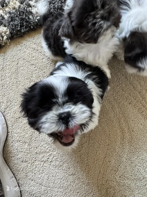 Sunny - AKC Registered – Shih Tzu puppy for sale in Livonia, MI