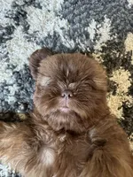 Cooper - AKC Registered Shih Tzu, a male Shih Tzu for sale in Livonia, MI – 5 of 6