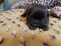 Bruno- AKC Shih Tzu, a male Shih Tzu for sale in Livonia, MI – 3 of 3