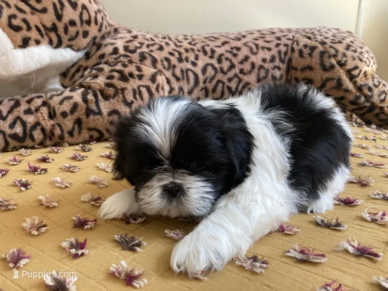 Sunny - AKC Registered – Shih Tzu puppy for sale in Livonia, MI