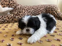 Sunny - AKC Registered, a male Shih Tzu for sale in Livonia, MI – 1 of 5