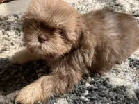 Rosie - AKC Registered Shih Tzu , a female Shih Tzu for sale in Livonia, MI – 2 of 3