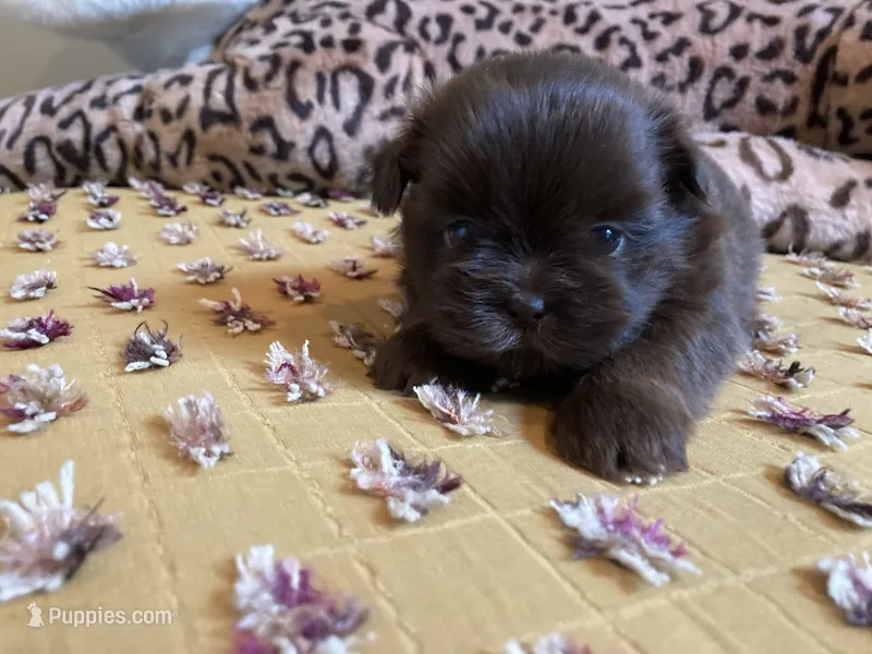 Bruno- AKC Shih Tzu – Shih Tzu puppy for sale in Livonia, MI