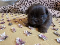 Bruno- AKC Shih Tzu, a male Shih Tzu for sale in Livonia, MI – 2 of 3
