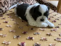 Brooks - AKC Registered, a male Shih Tzu for sale in Livonia, MI – 3 of 4