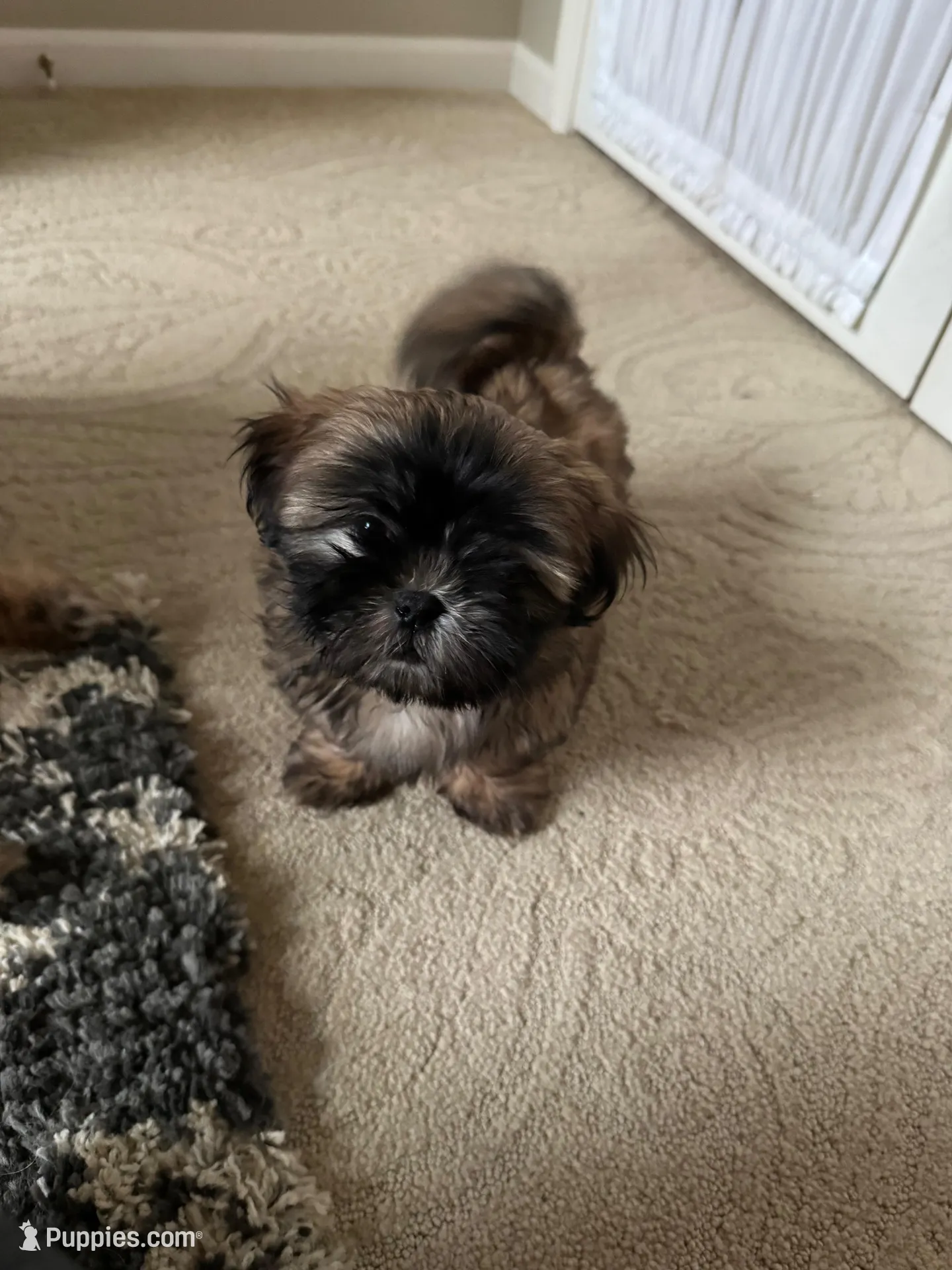 Finn – Shih Tzu puppy for sale in Livonia, MI