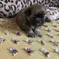 Stella, a female Shih Tzu for sale in Livonia, MI – Photo 2 of 5