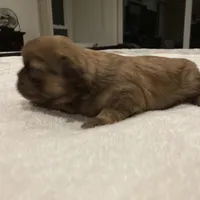 Stella, a female Shih Tzu for sale in Livonia, MI – Photo 5 of 5