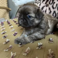 Stella, a female Shih Tzu for sale in Livonia, MI – Photo 3 of 5