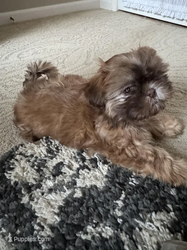 Stella – Shih Tzu puppy for sale in Livonia, MI