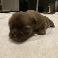 Stella, a female Shih Tzu for sale in Livonia, MI – Photo 4 of 5