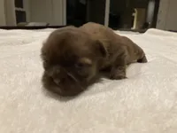 Stella, a female Shih Tzu for sale in Livonia, MI – Photo 4 of 5