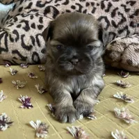Stella, a female Shih Tzu for sale in Livonia, MI – Photo 1 of 5
