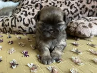 Stella, a female Shih Tzu for sale in Livonia, MI – Photo 1 of 5