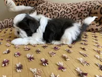 Brooks - AKC Registered, a male Shih Tzu for sale in Livonia, MI – 4 of 4