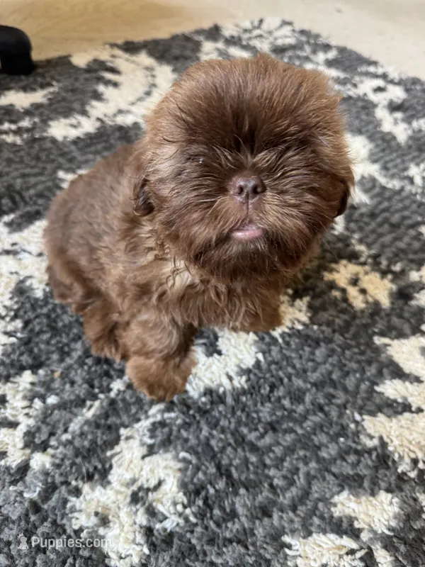Cooper - AKC Registered Shih Tzu – Shih Tzu puppy for sale in Livonia, MI