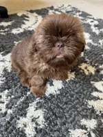 Cooper - AKC Registered Shih Tzu, a male Shih Tzu for sale in Livonia, MI – 1 of 6