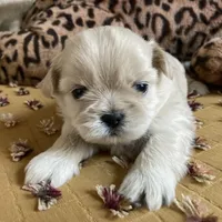Beau, a male Shih Tzu for sale in Livonia, MI – Photo 1 of 5