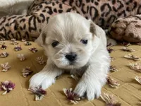 Beau, a male Shih Tzu for sale in Livonia, MI – Photo 1 of 5