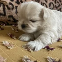 Beau, a male Shih Tzu for sale in Livonia, MI – Photo 3 of 5