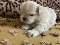 Beau, a male Shih Tzu for sale in Livonia, MI – Photo 3 of 5