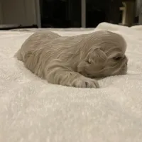 Beau, a male Shih Tzu for sale in Livonia, MI – Photo 5 of 5