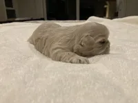 Beau, a male Shih Tzu for sale in Livonia, MI – Photo 5 of 5