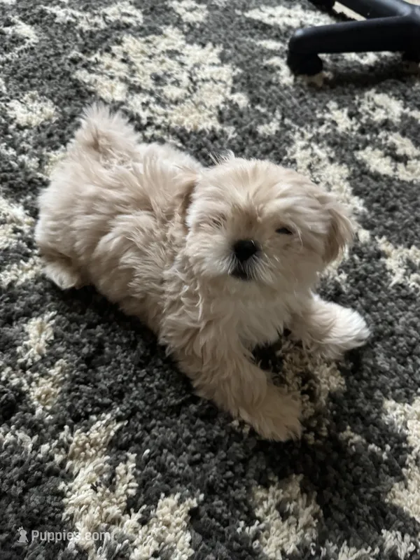 Beau – Shih Tzu puppy for sale in Livonia, MI