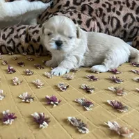 Beau, a male Shih Tzu for sale in Livonia, MI – Photo 2 of 5