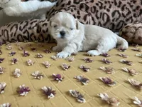 Beau, a male Shih Tzu for sale in Livonia, MI – Photo 2 of 5