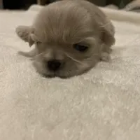 Beau, a male Shih Tzu for sale in Livonia, MI – Photo 4 of 5