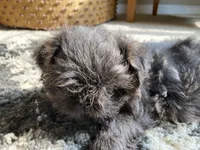 Hudson - AKC Registered Shih Tzu , a male Shih Tzu for sale in Livonia, MI – 2 of 3