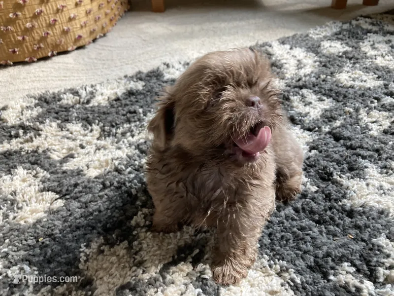Finn - AKC Registered Shih Tzu – Shih Tzu puppy for sale in Livonia, MI