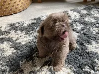 Finn - AKC Registered Shih Tzu, a male Shih Tzu for sale in Livonia, MI – 1 of 3