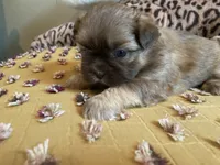 Teddy - AKC Shih Tzu , a male Shih Tzu for sale in Livonia, MI – 2 of 3