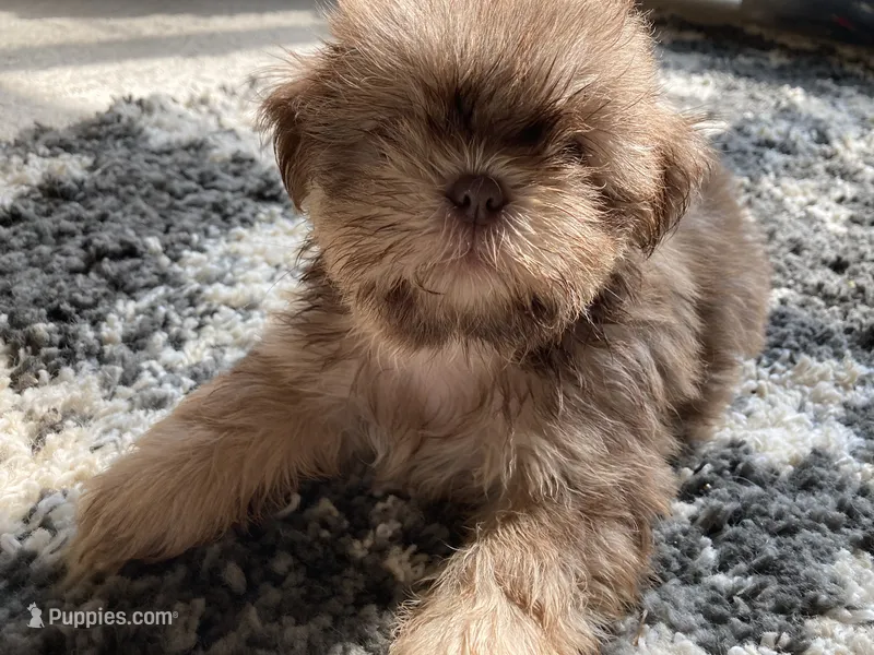Rosie - AKC Registered Shih Tzu  – Shih Tzu puppy for sale in Livonia, MI