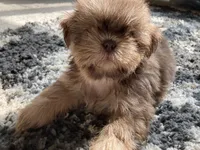 Rosie - AKC Registered Shih Tzu , a female Shih Tzu for sale in Livonia, MI – 1 of 3