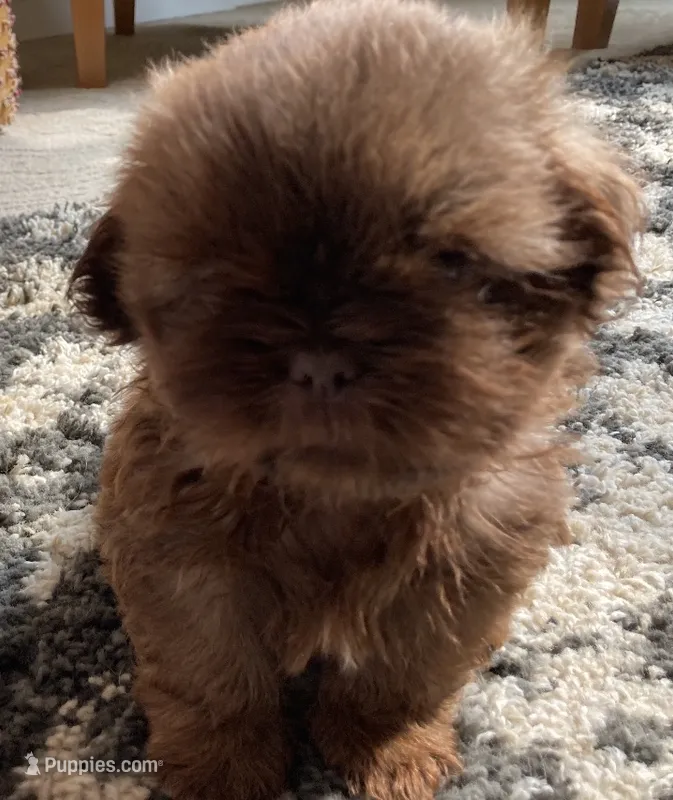 Cooper - AKC Registered Shih Tzu – Shih Tzu puppy for sale in Livonia, MI