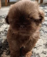 Cooper - AKC Registered Shih Tzu, a male Shih Tzu for sale in Livonia, MI – 1 of 3