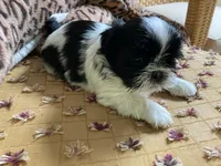 Sunny - AKC Registered, a male Shih Tzu for sale in Livonia, MI – 4 of 5