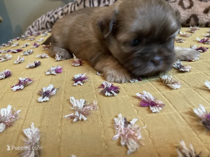 Teddy - AKC Shih Tzu  – Shih Tzu puppy for sale in Livonia, MI