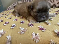 Teddy - AKC Shih Tzu , a male Shih Tzu for sale in Livonia, MI – 1 of 3
