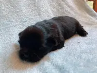 Oakley, a male Shih Tzu for sale in Livonia, MI – Photo 3 of 6